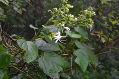 Clerodendrum infortunatum